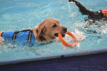 Cargar imagen en el visor de la galería, Disco Volador para Perro