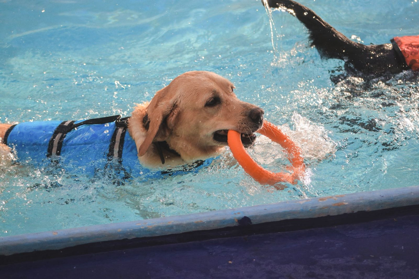Disco Volador para Perro