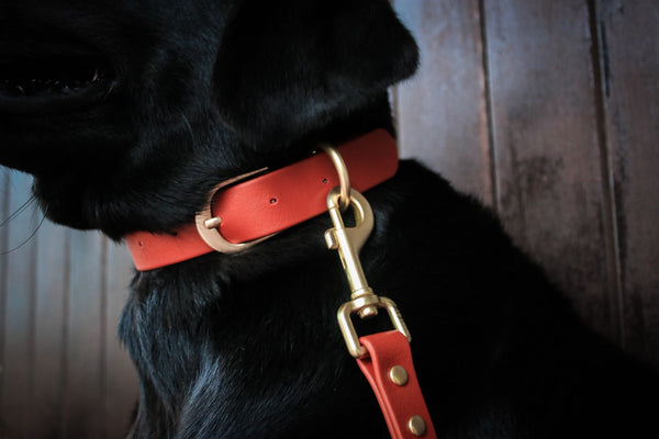 Collar de biothane rojo hover